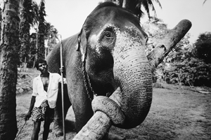Sri-Lanka Pinnawella 1990